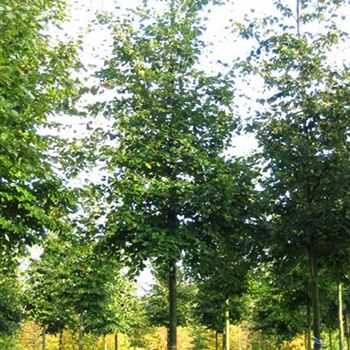 FSY_Sol_baum_5xv_200-300x30-35x500-700_STH225_G_OVIE905_31_10_06_14177.jpg