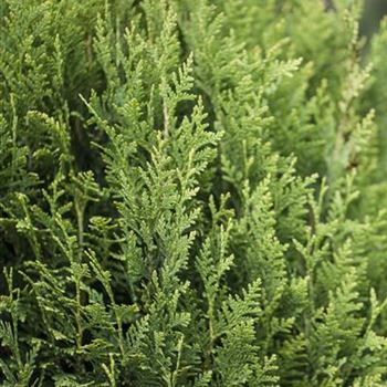 Thuja plicata 'Little Boy'