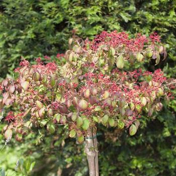 Viburnum plicatum 'Watanabe'