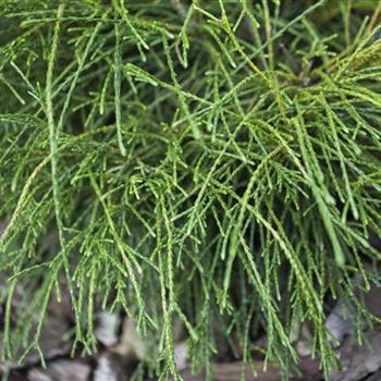 Thuja plicata 'Whipcord'