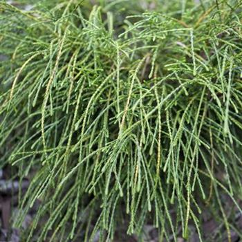 Thuja plicata 'Whipcord'