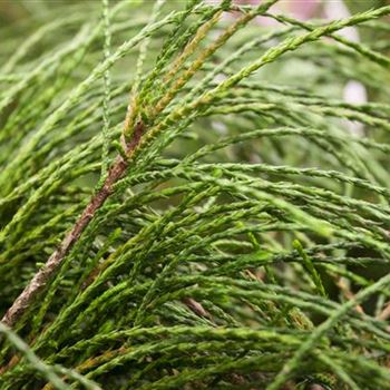 Thuja plicata 'Whipcord'