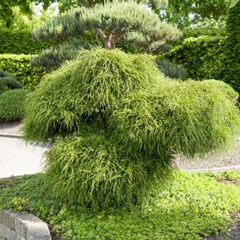 Thuja plicata 'Whipcord'