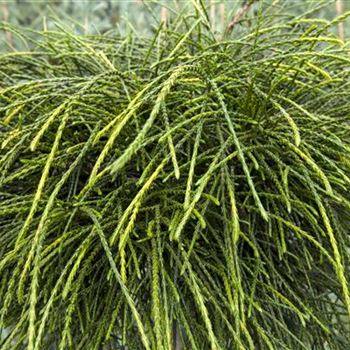 Thuja plicata 'Whipcord'