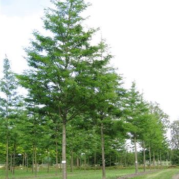 GTR_Sol_baum_6xv_300-400x50-60x700-900_R_CA529_28_07_10_35023.jpg