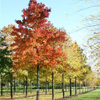 LST_Sol_baum_6xv_30050700_R_POL_2_09_11_06_15407.jpg