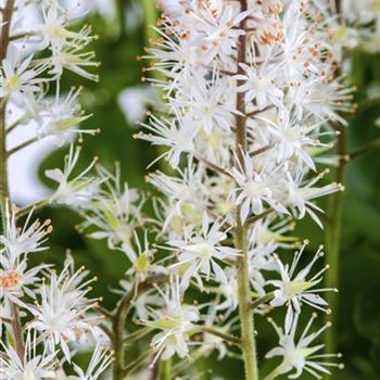 Tiarella cordifolia