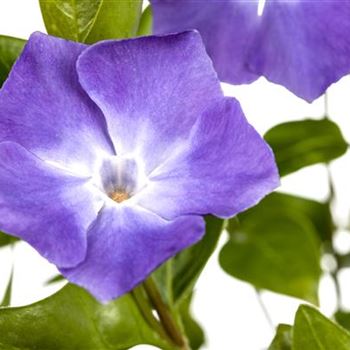 Vinca major