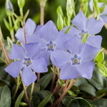 Vinca minor