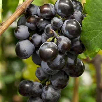 Vitis vinifera