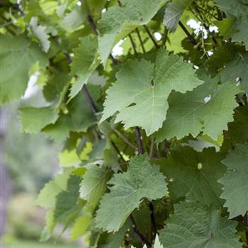 Vitis vinifera