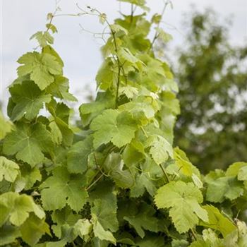 Vitis vinifera