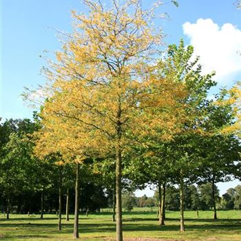 GTR_Sol_baum_6xv_300-400x50-60x700-900_STH260_R_WE562_24_09_07_20172.jpg