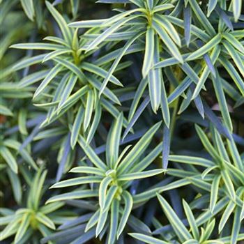 Taxus baccata 'Fastigiata Aureomarginata'