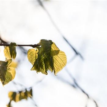 Tilia platyphyllos