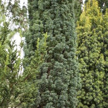 Taxus baccata 'Fastigiata Robusta'