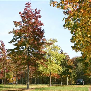 LST_Sol_baum_6xv_300-400x50-60x700-900_R_BRU1009_31_10_05_5450.jpg