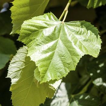 Tilia tomentosa 'Brabant'