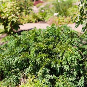 Taxus baccata 'Repandens'