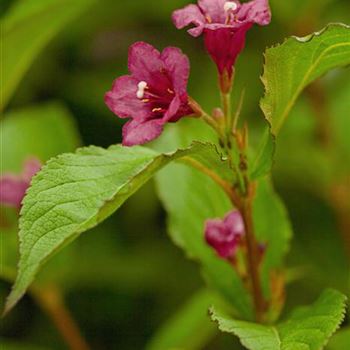 Weigela 'Bristol Ruby'®