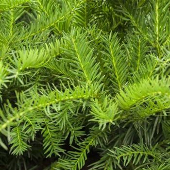 Taxus baccata 'Repandens'