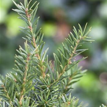 Taxus baccata 'Repandens'