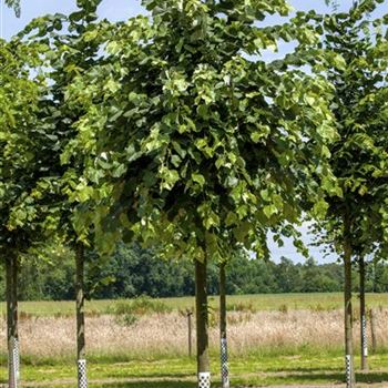 Tilia tomentosa 'Brabant'