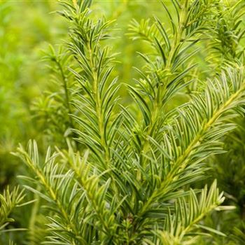 Taxus baccata 'Semperaurea'