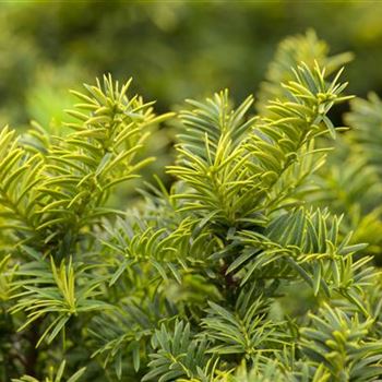 Taxus baccata 'Summergold'