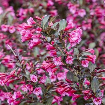 Weigela florida 'Alexandra'(s)