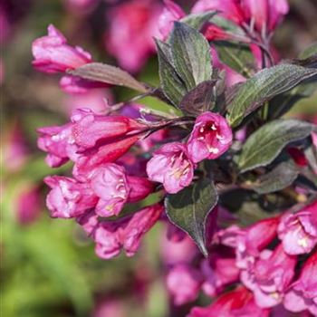 Weigela florida 'Victoria'