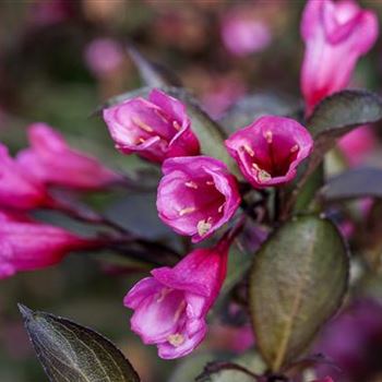 Weigela florida 'Alexandra'(s)