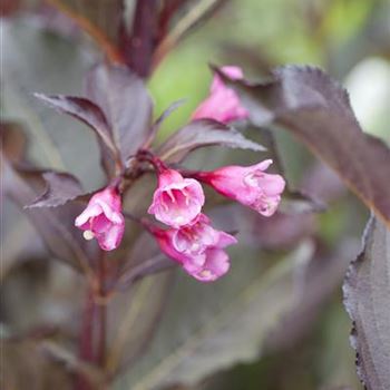 Weigela florida 'Alexandra'(s)