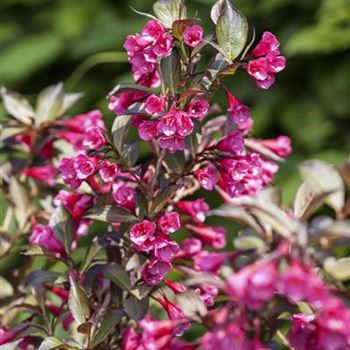 Weigela florida 'Alexandra'(s)