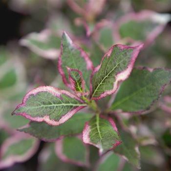 Weigela florida 'Monet'®