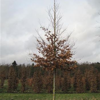 FSY_Sol_baum_5xv_200-300x30-35x500-700_G-502_05_02_14_ahl_40224.jpg