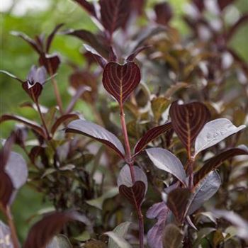 Weigela florida 'Purpurea'