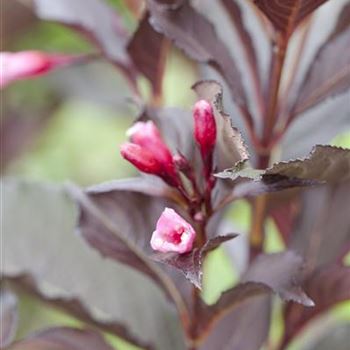 Weigela florida 'Victoria'