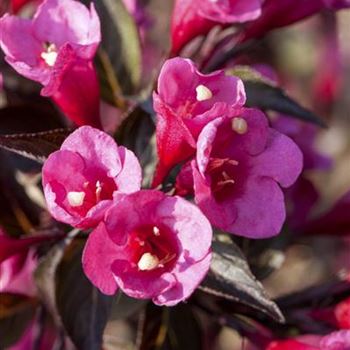 Weigela florida 'Victoria'