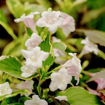 Weigela florida 'Nana Variegata'