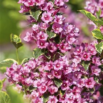 Weigela florida 'Nana Variegata'