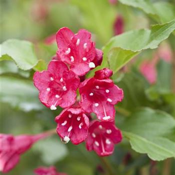 Weigela 'Red Prince'