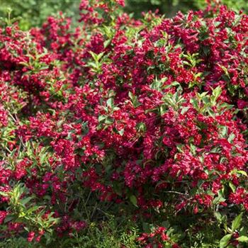 Weigela 'Red Prince'