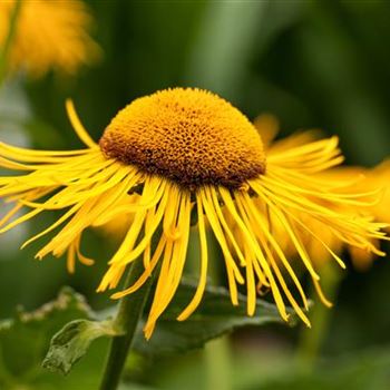 Telekia speciosa