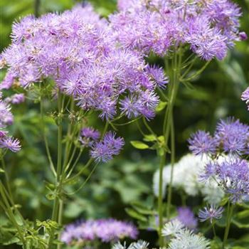 Thalictrum aquilegifolium