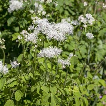 Thalictrum aquilegifolium