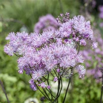 Thalictrum aquilegifolium