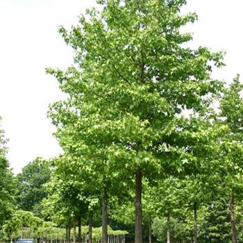 LST_Sol_baum_6xv_300-400x50-60x700-900_STH280_R_POL1205_16_06_05_1797.jpg
