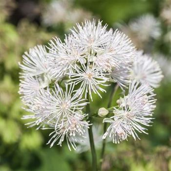 Thalictrum aquilegifolium 'Album'