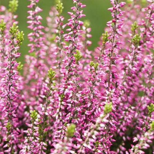 Calluna 'Aphrodite' (S)